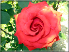 foto Rose